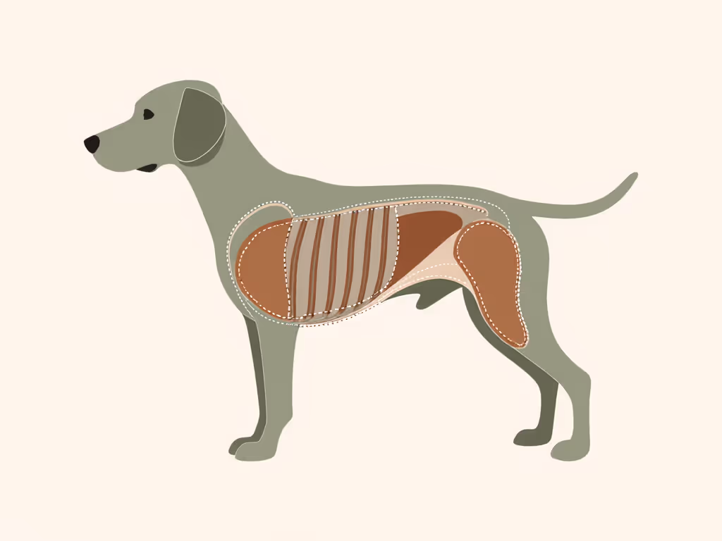 k9fitvest_weight_placement_diagram_showing_ribcagehip_zones