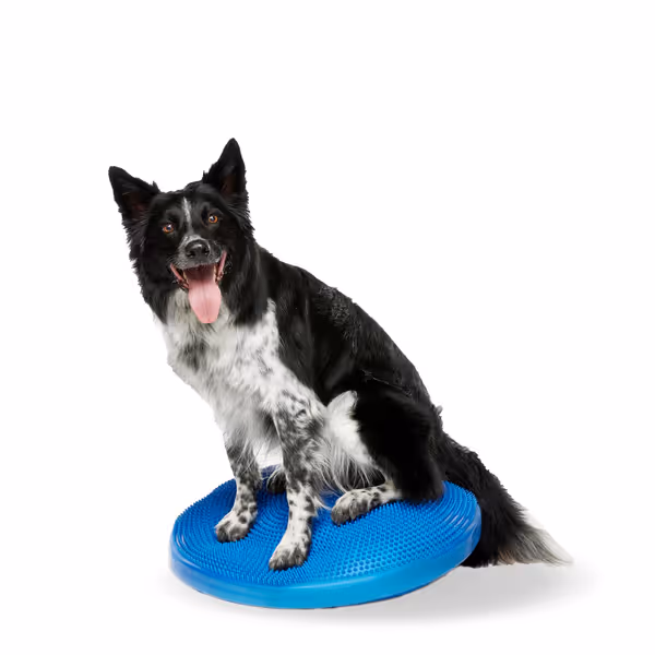 FitPAWS Dog Balance Disc